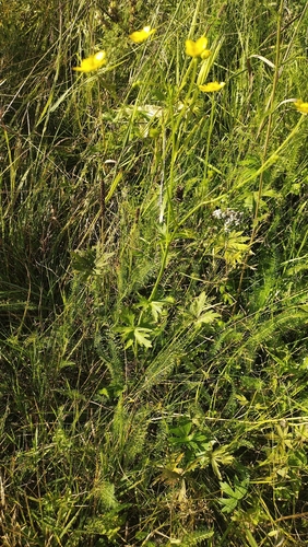 Ranunculus polyanthemos, photograph 2