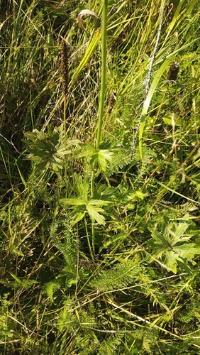 Ranunculus polyanthemos, photograph 3