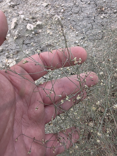 Gordon's buckwheat