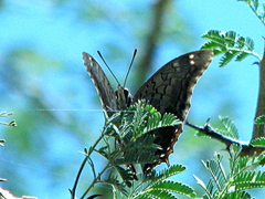 Charaxes