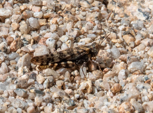 iNaturalist observation photo of Dancing Grasshopper