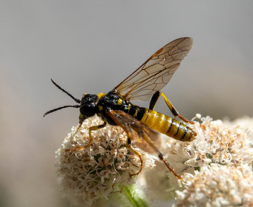 iNaturalist observation photo of Typical Sawflies