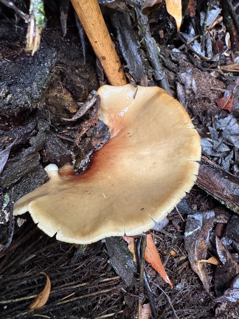 Bay Polypore · August 2026 · photo: Photo: (c) sylbobaggins, some rights reserved (CC BY) · iNaturalist
