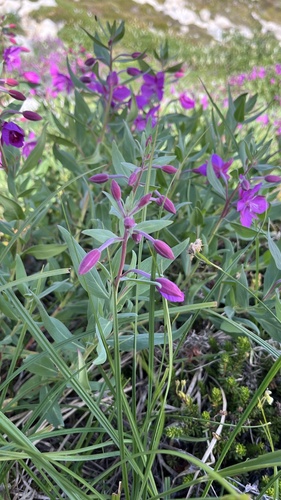 Dwarf Fireweed