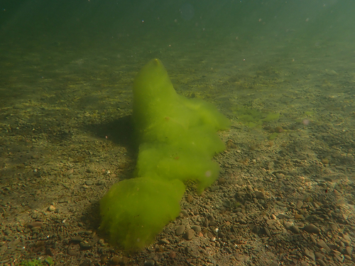 Cladophora glomerata observed 2026-08-28