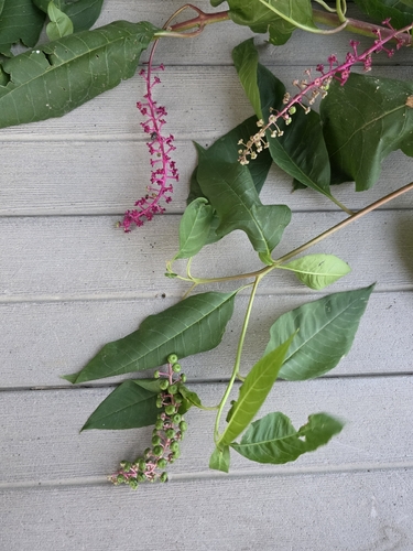 American pokeweed