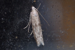 Glyptoteles leucacrinella