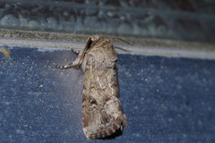 Spodoptera pecten