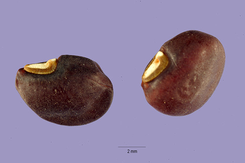 Vigna antillana (Urb.) Fawc. & Rendle