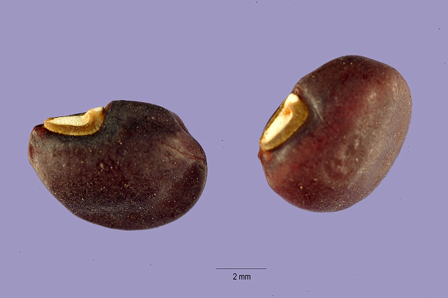 Vigna antillana