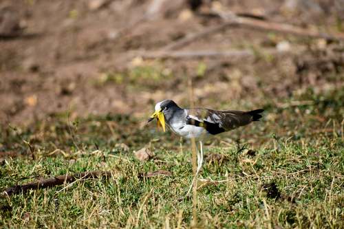 iNaturalist image