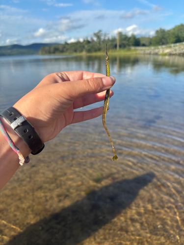 Northern Pipefish