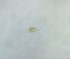 Mallomonas caudata