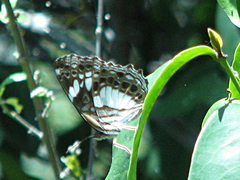 Neptidopsis ophione nucleata