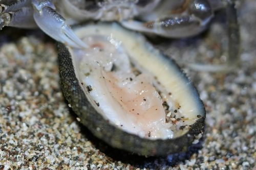 Chiton stokesii, 2026-08-28