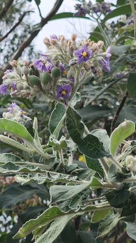 bugweed
