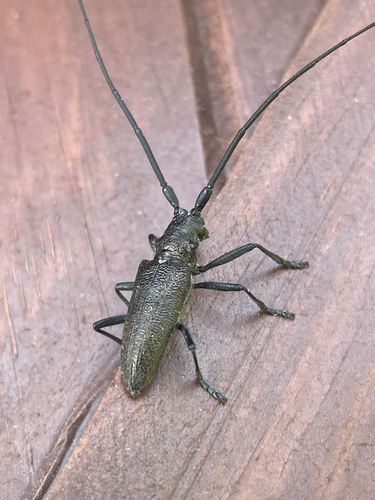 White-spotted Sawyer