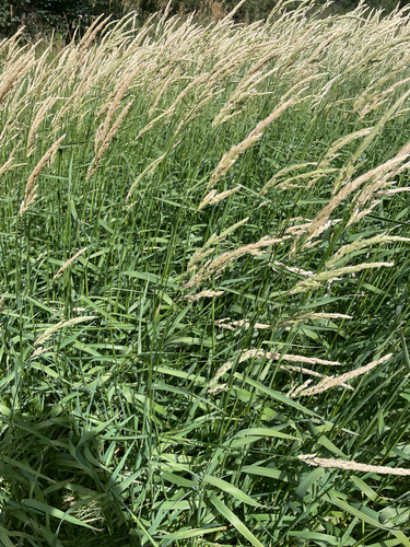 reed canary grass