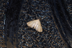 Elophila turbata