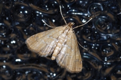 Elophila turbata