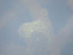 Hapalosiphon hibernicus