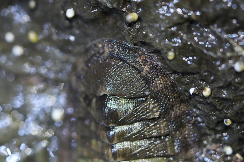 Chiton stokesii, 2026-08-28