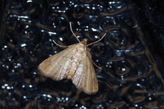 Elophila turbata