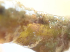 Hapalosiphon hibernicus