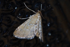 Elophila turbata