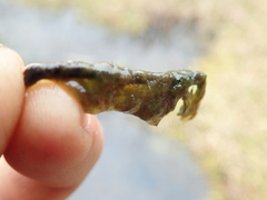 Hapalosiphon hibernicus