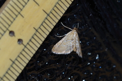 Elophila turbata