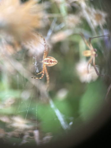 Banded Garden Spider