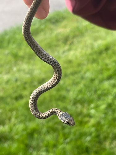 Wandering Garter Snake
