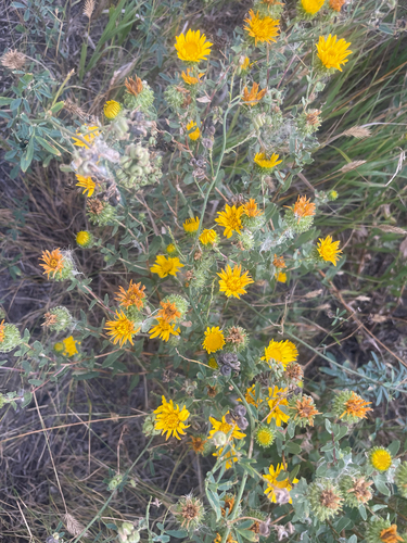 Curlycup Gumweed