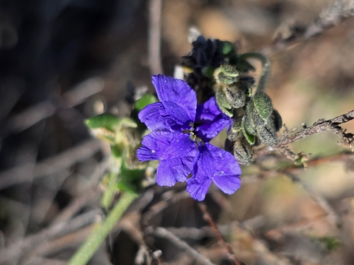 shrubby Dampiera