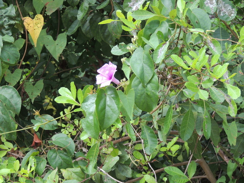 Ipomoea bahiensis, photograph 1