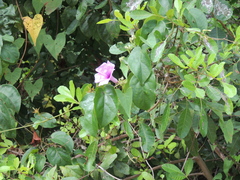 Ipomoea bahiensis, photograph (c) Paulo Nogueira, some rights reserved (CC BY)