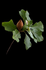 Amphibolips quercusilicifoliae