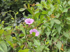Ipomoea bahiensis