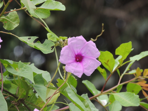 Ipomoea bahiensis, photograph 2