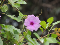 Ipomoea bahiensis, photograph (c) Paulo Nogueira, some rights reserved (CC BY)
