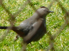 Dumetella carolinensis