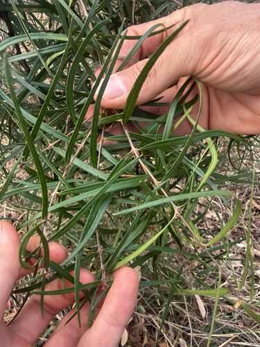 Notelaea lloydii, 2026-08-29