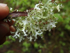 Tuckermanopsis subalpina