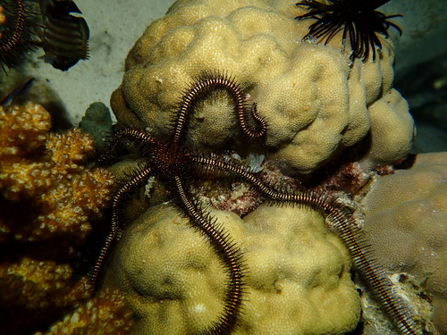 Ophiomastix janualis observed 2026-08-15