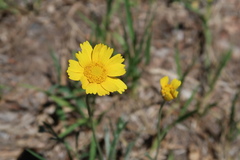 Tetraneuris argentea