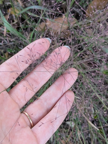 Purple Lovegrass