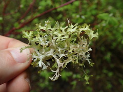 Tuckermanopsis subalpina