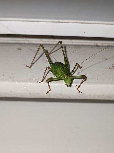 Speckled Bush-cricket