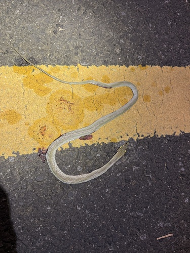 Hainan Rhinoceros Snake